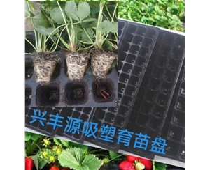 江苏草莓育苗吸塑盘